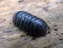 Common Pillbug