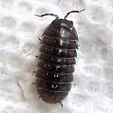 Common Pillbug - photo 2