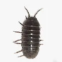 Common Pillbug - photo 3