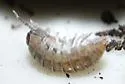 Common Pillbug - photo 5