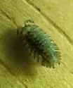 Armadilloniscus coronacapitalis