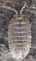 Armadilloniscus coronacapitalis - photo 2