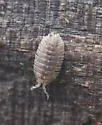 Armadilloniscus coronacapitalis - photo 3