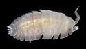 Armadilloniscus ellipticus - photo 2