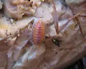 Armadilloniscus holmesi