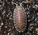 Armadilloniscus holmesi - photo 2