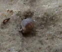 Armadilloniscus lindahli