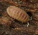 Armadilloniscus lindahli - photo 2