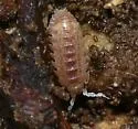Armadilloniscus lindahli - photo 3