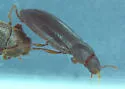 Armalia angularis - photo 3