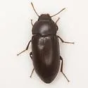 Armalia texana