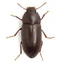 Armalia texana - photo 4