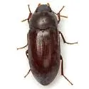 Armalia texana - photo 5