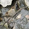 Squareback Marsh Crab