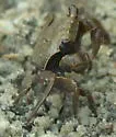Squareback Marsh Crab - photo 2