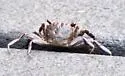 Squareback Marsh Crab - photo 3