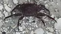 Squareback Marsh Crab - photo 4