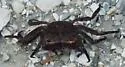 Squareback Marsh Crab - photo 5