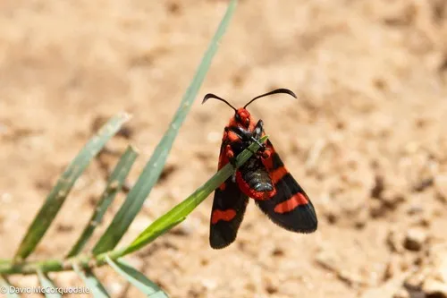 Fire Grid Burnet - photo 7