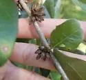 Arnoldiola atra