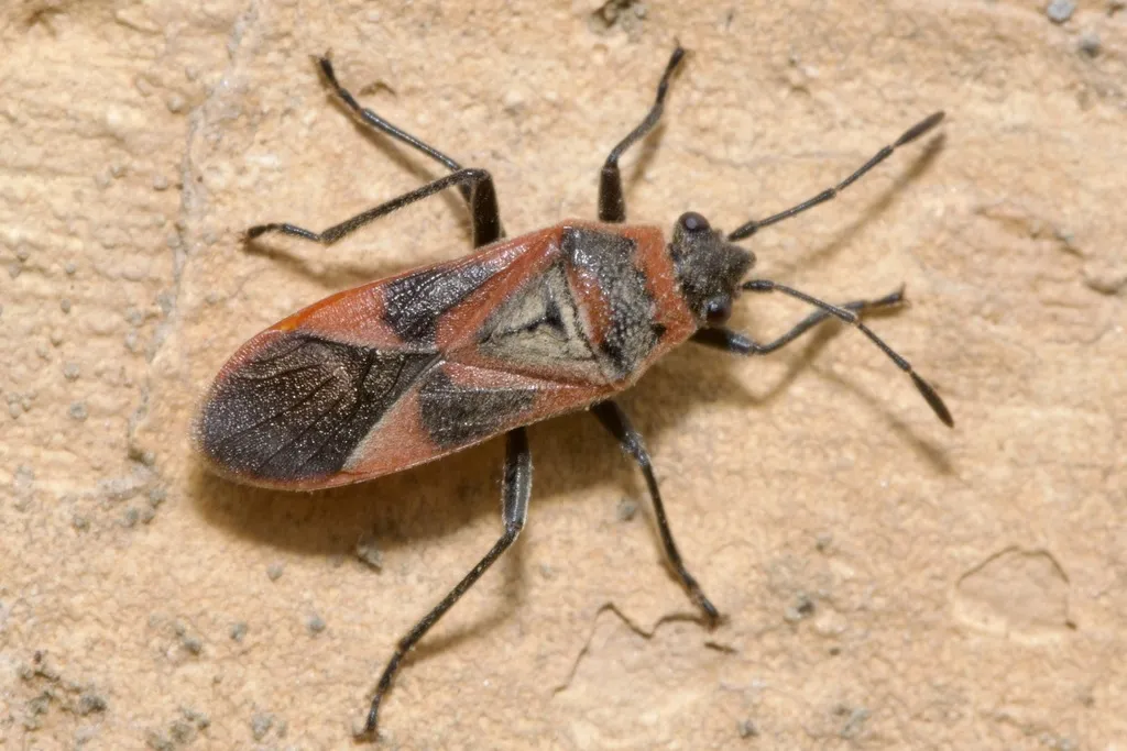 Arocatus roeselii - photo 2