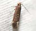 Aroga argutiola - Hodges#2184