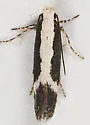 Aroga camptogramma - Hodges#2185 - photo 2