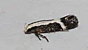 Aroga camptogramma - Hodges#2185 - photo 3