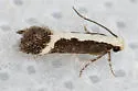 Aroga camptogramma - Hodges#2185 - photo 4