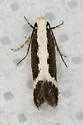 Aroga camptogramma - Hodges#2185 - photo 5
