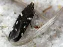 Six-spotted Aroga - Hodges#2187