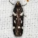 Six-spotted Aroga - Hodges#2187 - photo 2