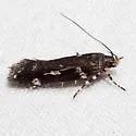 Six-spotted Aroga - Hodges#2187 - photo 3