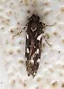 Six-spotted Aroga - Hodges#2187 - photo 4
