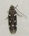 Six-spotted Aroga - Hodges#2187 - photo 5
