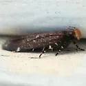Aroga epigaeella - Hodges#2189