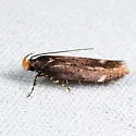 Aroga epigaeella - Hodges#2189 - photo 2