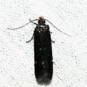 Aroga epigaeella - Hodges#2189 - photo 4