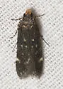Aroga epigaeella - Hodges#2189 - photo 5