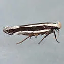 Aroga morenella - Hodges#2192