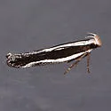 Aroga morenella - Hodges#2192 - photo 4