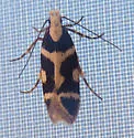Aroga new species (SangMi Lee) - Hodges#2202.97 - photo 2