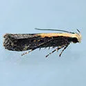 Aroga paraplutella - Hodges#2193