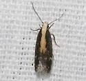 Aroga paraplutella - Hodges#2193 - photo 2