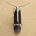 Aroga paraplutella - Hodges#2193 - photo 4