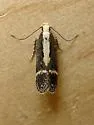 Aroga paraplutella - Hodges#2193 - photo 5