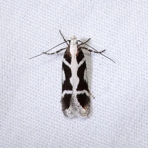 Aroga paulella - Hodges#2194