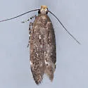 Red-striped Fireworm Moth - Hodges#2198