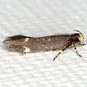 Red-striped Fireworm Moth - Hodges#2198 - photo 2