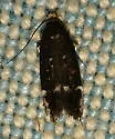 Red-striped Fireworm Moth - Hodges#2198 - photo 4